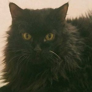 Meet your Posher, Toni